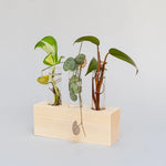 Kit complet départ boutures (débutant/facile)