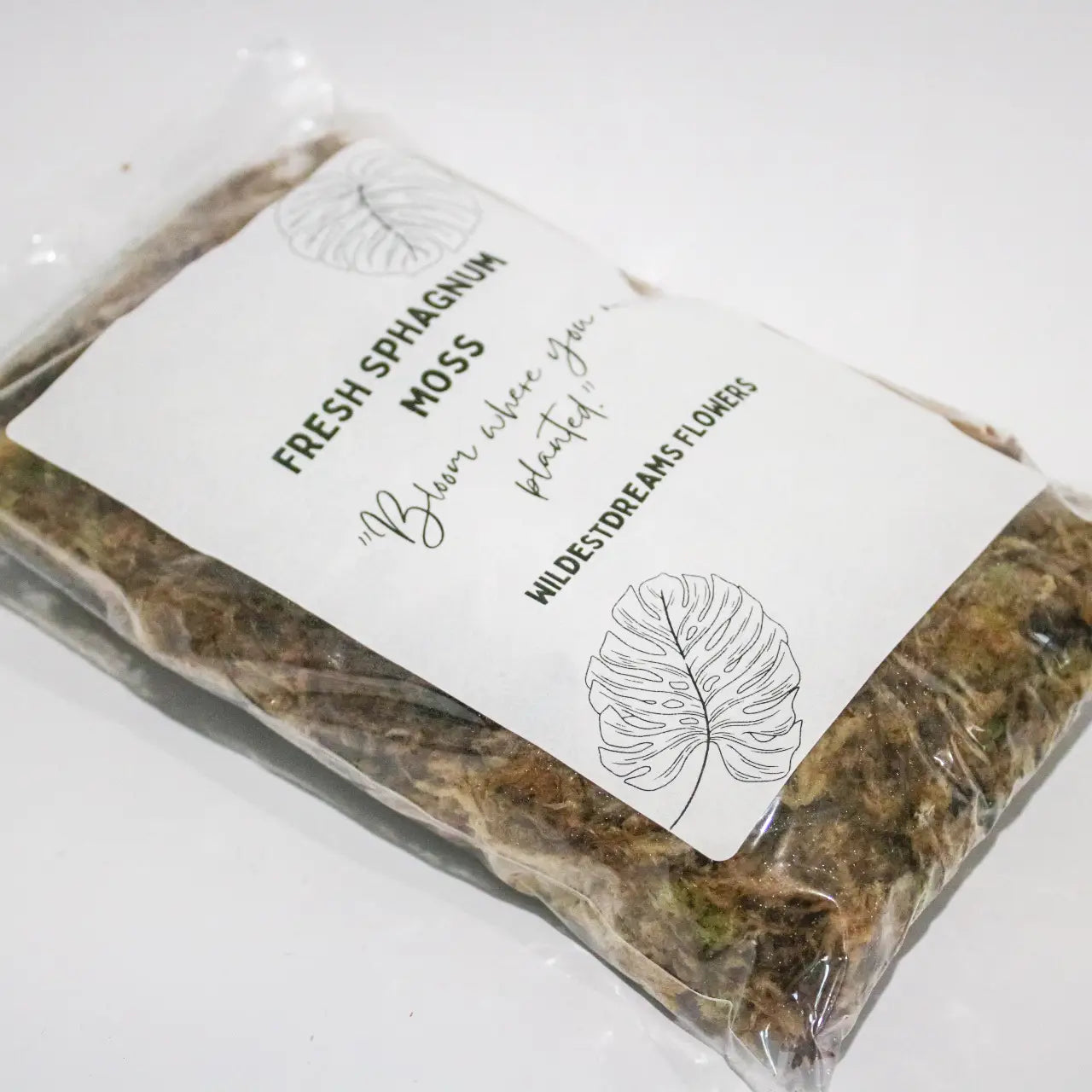 Mousse de Sphaingne fraiche