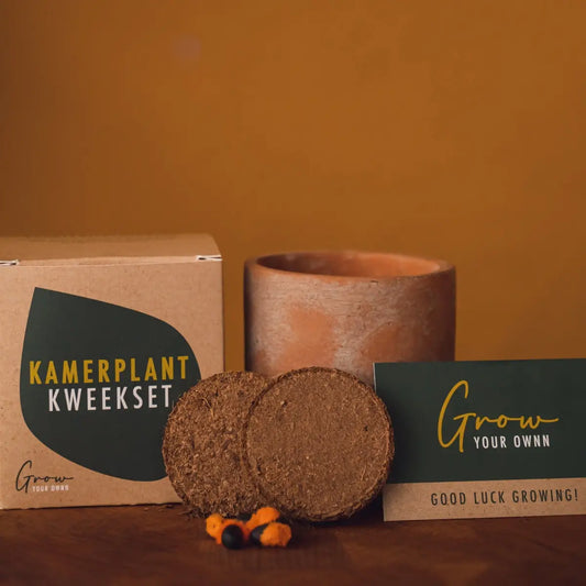 Kit à Semer Monstera Deliciosa