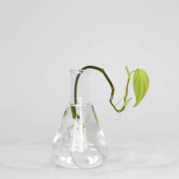 Kit de bouturage débutant