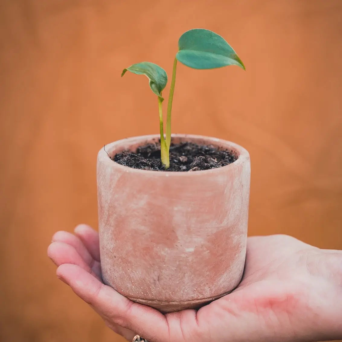 Kit à Semer Monstera Deliciosa