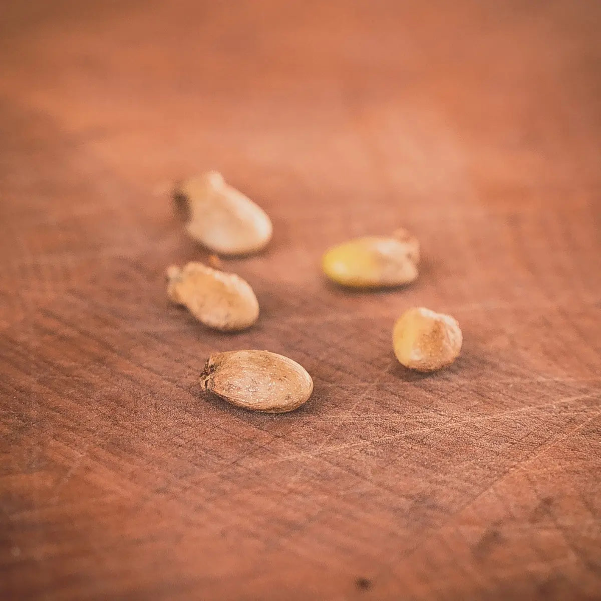 Kit à Semer Monstera Deliciosa