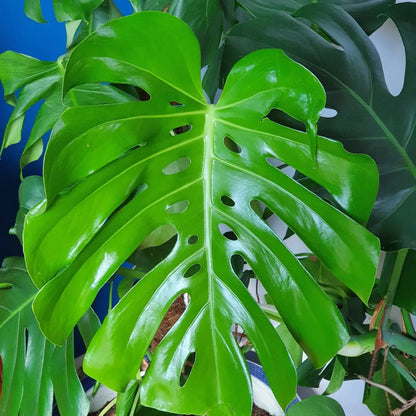 Kit à Semer Monstera Deliciosa