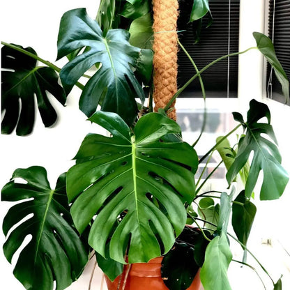 Kit à Semer Monstera Deliciosa