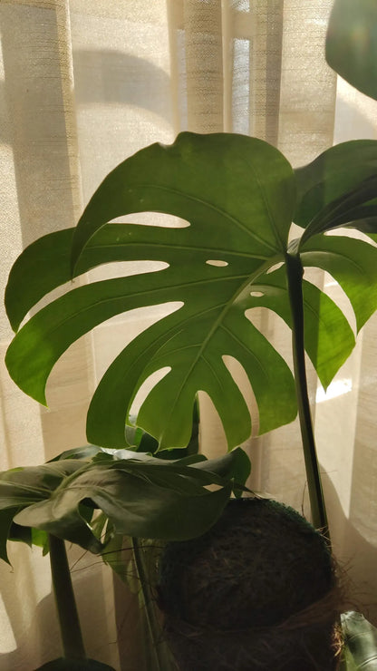 Un petit plant de Monstera Deliciosa