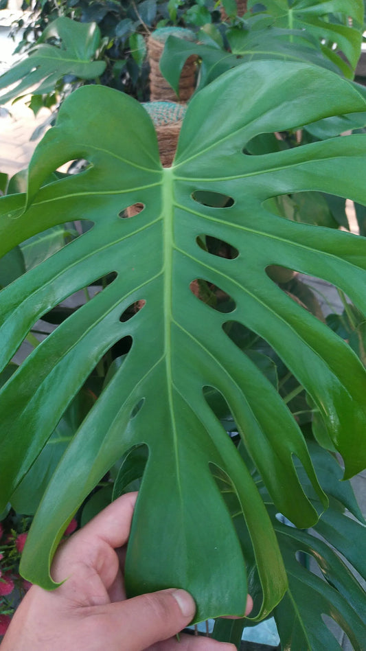 Un petit plant de Monstera Deliciosa